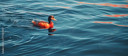 A duck peacefully glides th...