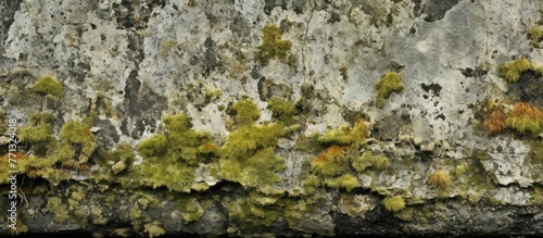 Moss visibly growing on a n...