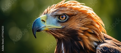 A powerful Wedge-tailed Eag...