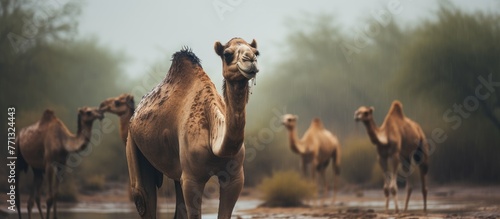 Several camels gracefully walk across the dry  sandy ground in the arid landscape under a cloudy sky