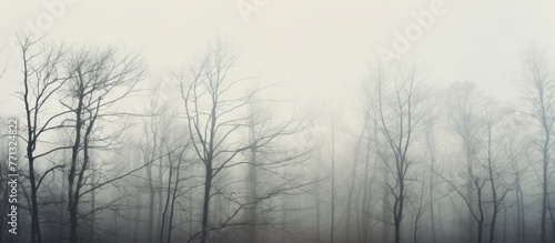 A peaceful scene in a misty forest with a lone bench surrounded by bare tree branches and silhouettes