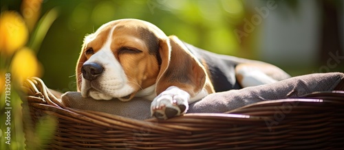 A cute dog, resembling a gi...