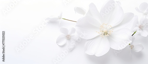A bunch of delicate white f...