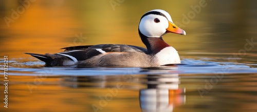 Male African pygmy goose gr...