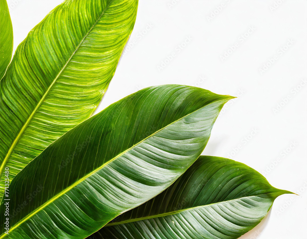 Summer tropical leaves isolated on white background with copy space Summer tropical leaves isolated on white background with copy space