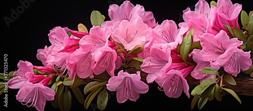 Clustered pink Rhododendron...