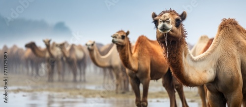 Several camels are gracefully standing in the water during the rainy season  creating a beautiful scene in the desert