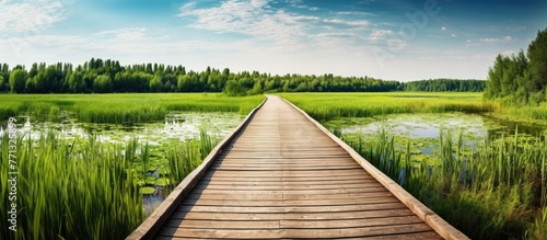 A wooden boardwalk stretche...