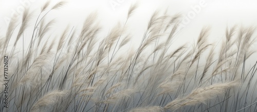 Lush tall grasses gently sw...