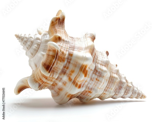 Isolated Conch Shell on White Background for Ocean, Beach and Vacation Concept