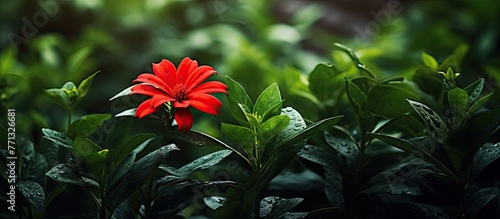 Vibrant crimson flower stan...