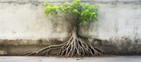 A tree growing out of the ground with roots penetrating a drainage pipe opening and spreading on the concrete wall