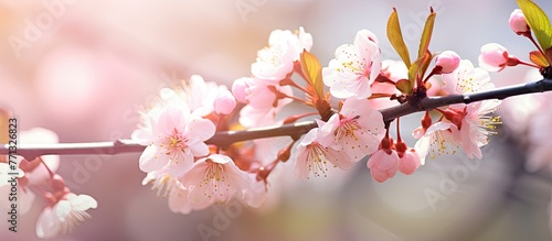 Flowering branch of a tree with delicate pink blossoms creating a beautiful spring scene in the wild