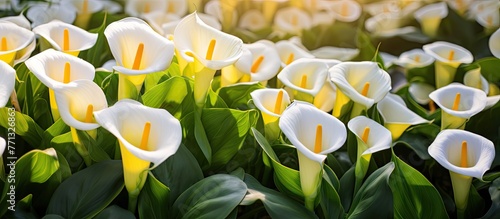 A beautiful display of white Zantedeschia aethiopica flowers with flawless large petals and bright yellow spadix centers, illuminated by the sun photo