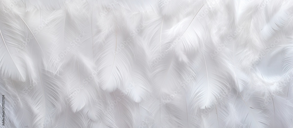 A detailed close-up view of a single white feather against a dark black backdrop, showcasing intricate textures and patterns A detailed close-up view of a single white feather against a dark black backdrop, showcasing intricate textures and patterns