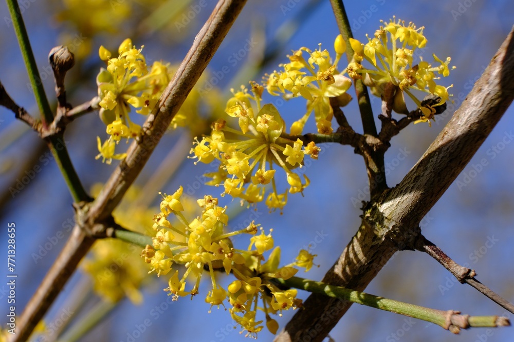The blooming tree with yellow flowers - Cornus mas (Cornelian cherry, European cornel, Cornelian cherry dogwood) The blooming tree with yellow flowers - Cornus mas (Cornelian cherry, European cornel, Cornelian cherry dogwood)