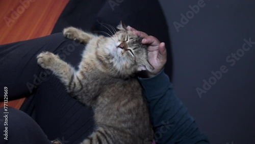 a cat is relax in the room
