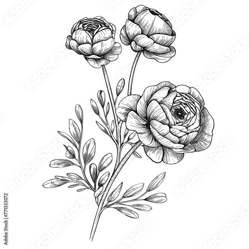A branch of ranunculus flower, vintage flower illustration, black and white drawing, hand drawn illustration of wild buttercup, vector isolated on white background