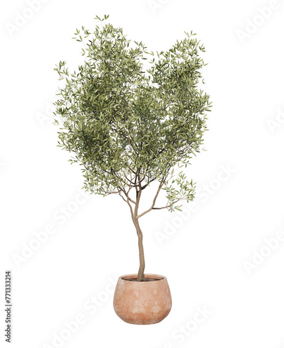 Billede på lærred Beautiful young potted olive tree
