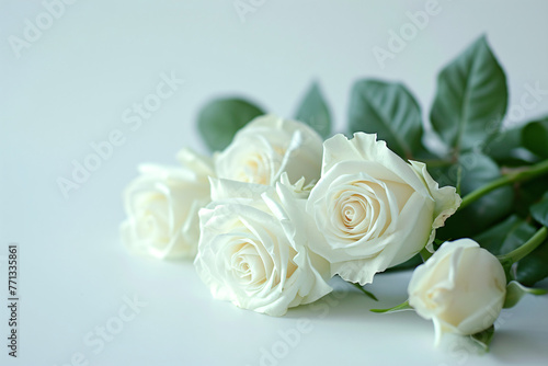 white roses are on a white background in the style of s 09bd78a7-c8d3-42bd-ba16-3e8fb54e3e5d photo