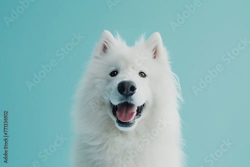 white samoyed dog looking at the camera on a blue bac ca9ebd72-c5a1-4370-80e7-1476d162c222 0 photo
