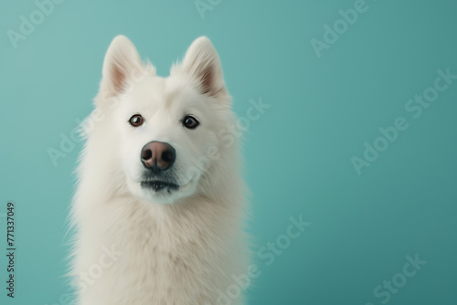 white samoyed dog looking at the camera on a blue bac ca9ebd72-c5a1-4370-80e7-1476d162c222 3 photo