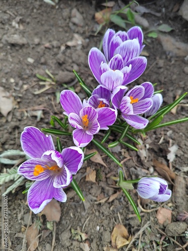 crocuses