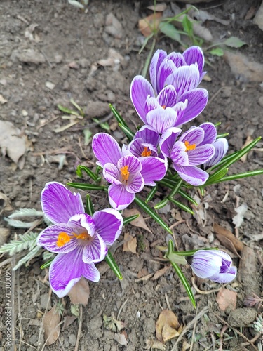 crocuses