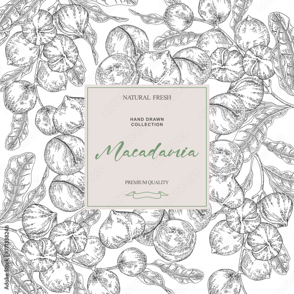 Macadamia nut background. Hand drawn Macadamia tree branches with nuts. Vector illustration black and white.