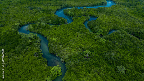 Aerial view mangrove forest natural landscape environment, River in tropical mangrove green tree forest, Mangrove landscape ecosystem and environment.