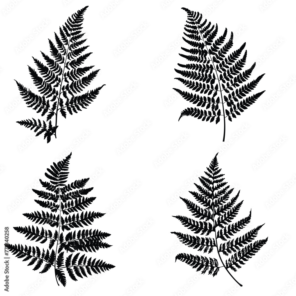 Vector illustration of fern leaves and forest branch silhouette. Vector illustration of fern leaves and forest branch silhouette.