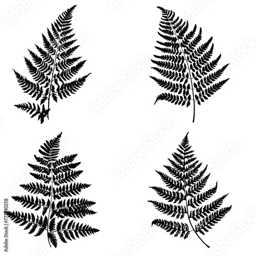 Vector illustration of fern leaves and forest branch silhouette.