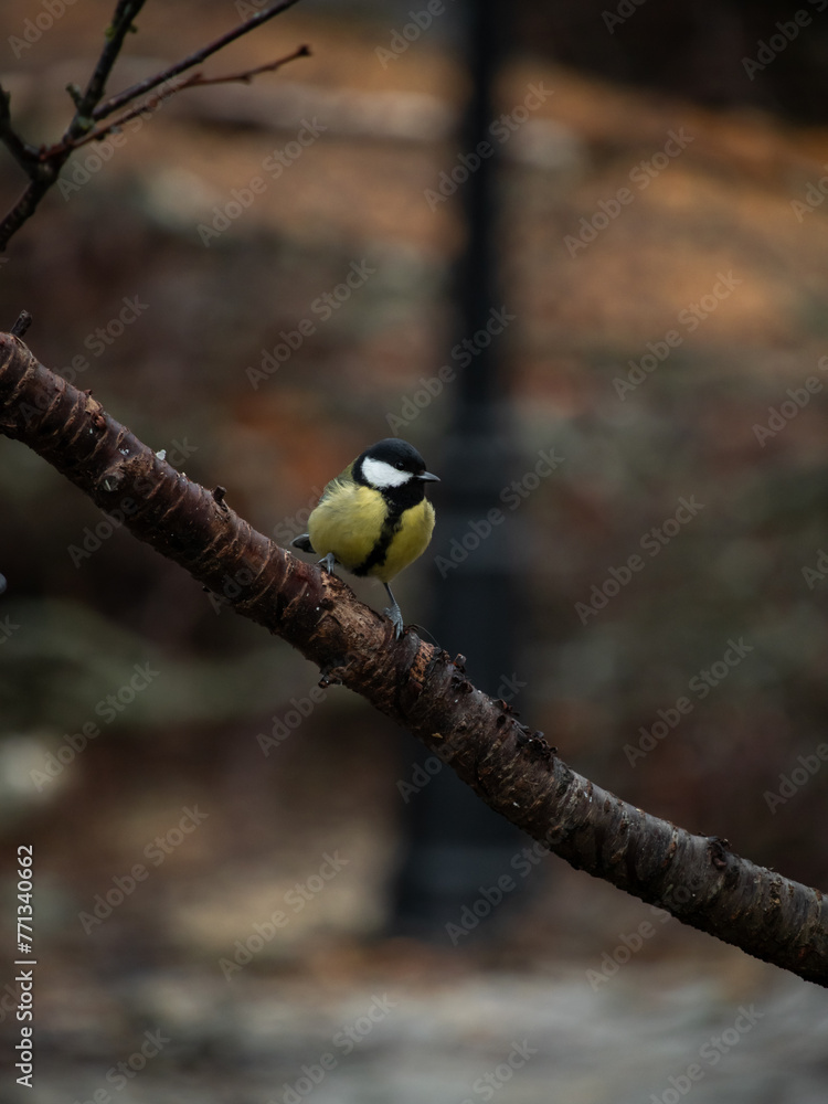 Great tit on a branch in a nordic park during spring time. Great tit on a branch in a nordic park during spring time.