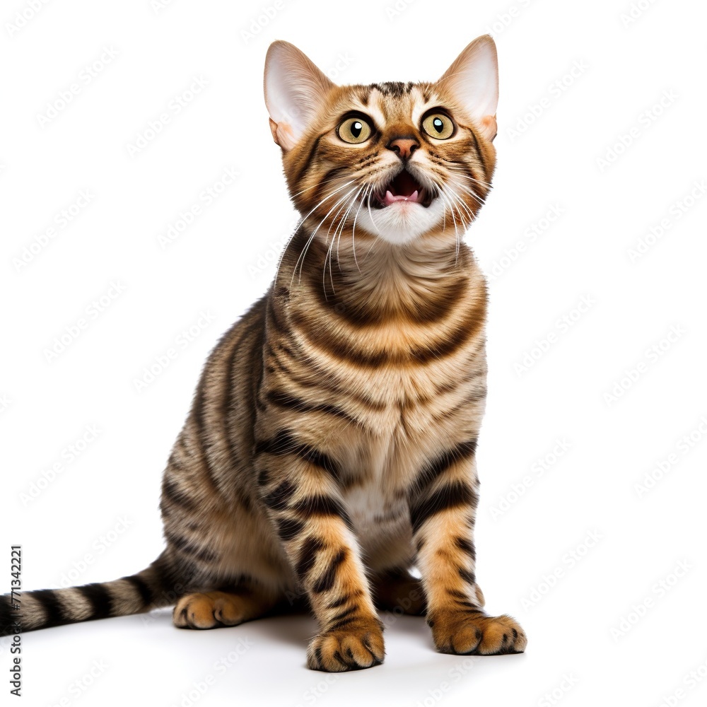 Surprised cat isolated on white Surprised cat isolated on white