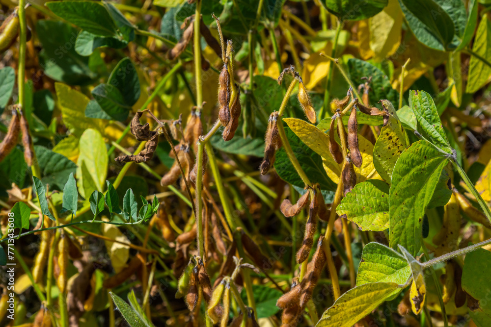 soybean shell in the soybean field. yellow and brown pods. Productivity improvement technology soybean shell in the soybean field. yellow and brown pods. Productivity improvement technology