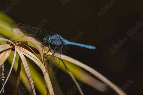 blue dragonfly on dry grass 