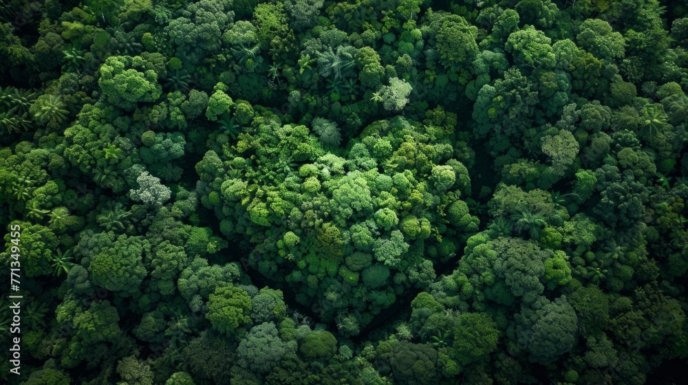 Heart Shaped Forest From Above