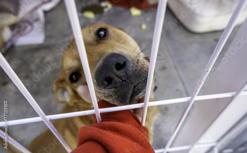 Petting a dog in a kennel © celiafoto