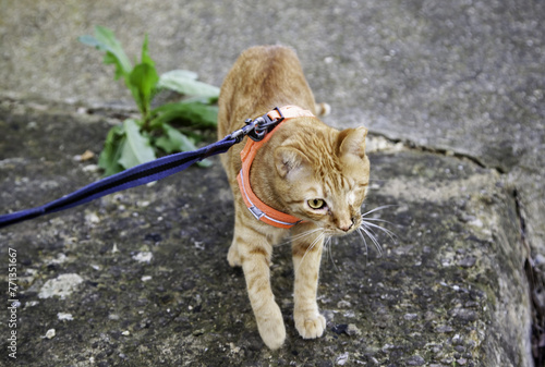Cat with harness