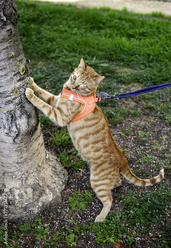 Cat with harness