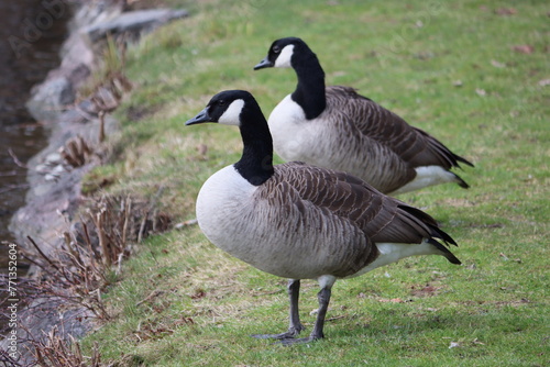 Sweden. The Canada goose (Branta canadensis), sometimes called Canadian goose, is a large wild goose with a black head and neck, white cheeks, white under its chin, and a brown body.  © Andrii