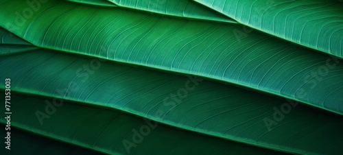 Abstract closeup macro photography of green organic foliage texture leaves leaf background and design material