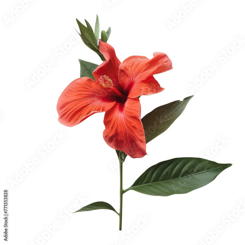  Hibiscus isolated on a transparent background