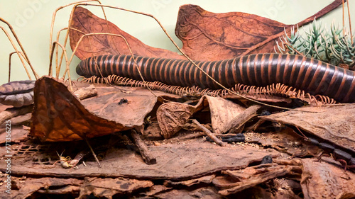 Diorama of a centipede and worm that inhabits the earth and the subsoil, at the American Museum of Natural History in New York (USA). © Domingo Sáez