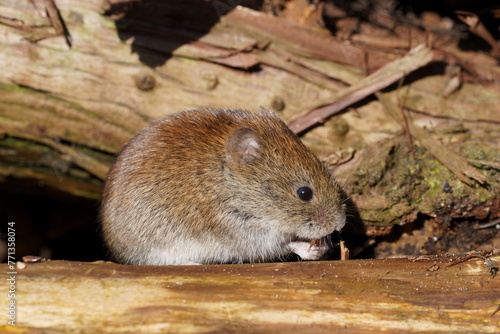 vole, microtus arvalis, close up photo