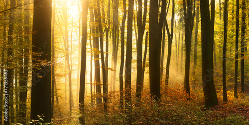 Vibrant golden sunlight illuminating the fog in a forest in autumn, with the silhouettes of tree trunks creating a vivid pattern