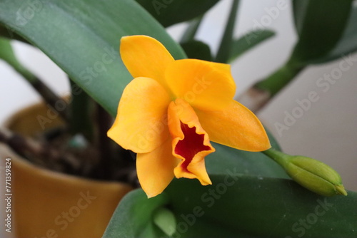 Orchidea del Sole appena sbocciata photo