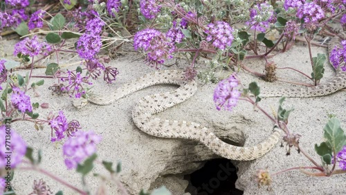 Rattlesnakes out of den among spring wildflower bloom in Anza Borrego Desert State Park in California photo