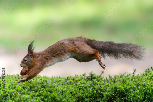 Hungy Eurasian red squirrel (Sciurus vulgaris) running in the forets searching for food. Noord-Brabant in the Netherlands.                   photo