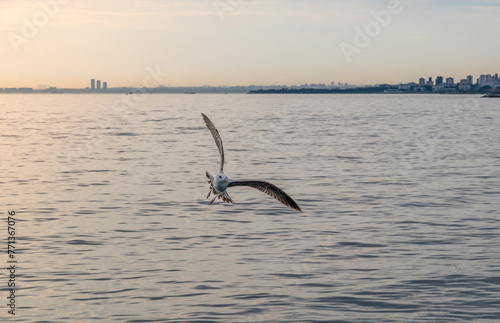 Close-up of a seagull soaring in the sunset sky over Istanbul   s Bosphorus.
